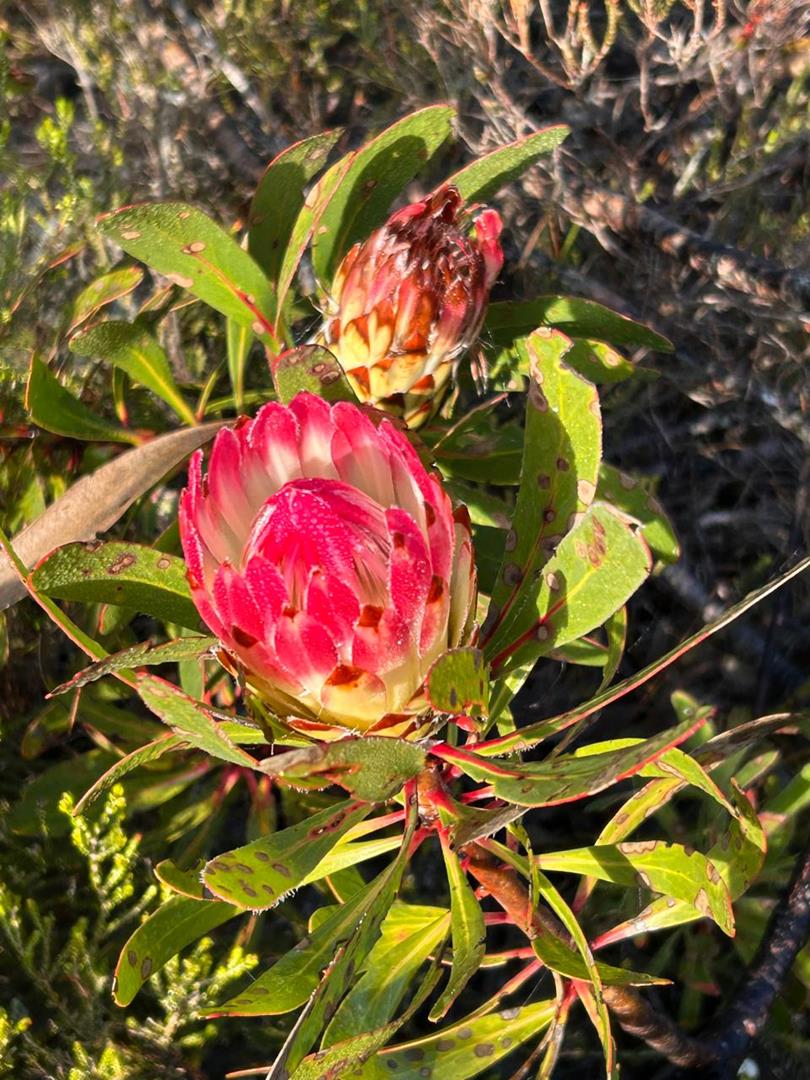 0 Bedroom Property for Sale in Heidelberg Rural Western Cape